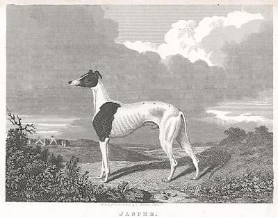 Pes Jasper,  Pittmann, mědiryt, 1818