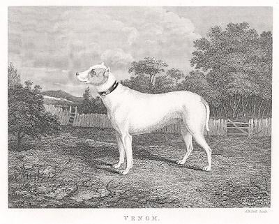 Pes Venom, Pittman, mědiryt, 1831