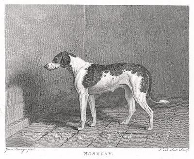 Pes Nosegay, Pittman, mědiryt, 1831