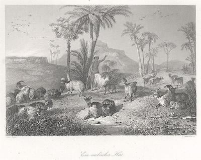 Nubijský pasák, Payne, oceloryt, 1850