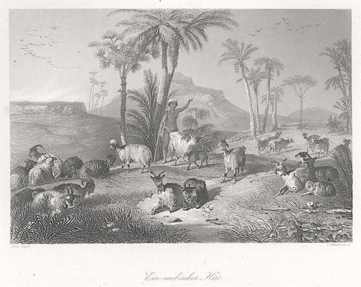 Nubijský pasák, Payne, oceloryt, 1850 - Staré mapy a veduty