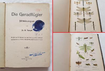 Odborná kniha - Vážky Rovnokřídlí střední evropy 1901 hmyz kobylky atd