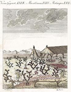 Košenila Opuncie, Bertuch, mědiryt ,1807