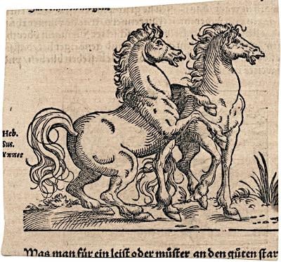 Kreatury sroslí koně, dřevořez, 1565