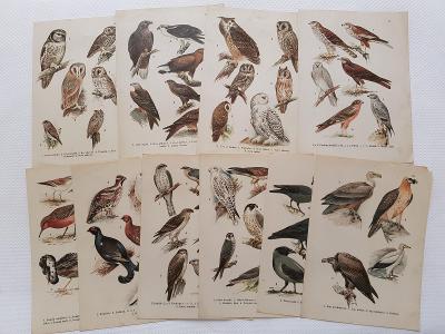 10x obrázková tabule - ptáci Velký přírodopis ptáků Kněžourek 1910
