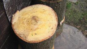 lipové dřevo pro řezbáře - různé špalky čerstvé nepopraskané