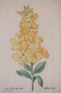 Cheiri, Knorr, kolor mědiryt, 1780