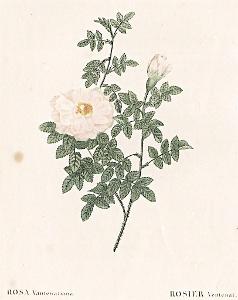 Růže Valentiana, Redouté, kolor mědiryt, 1824