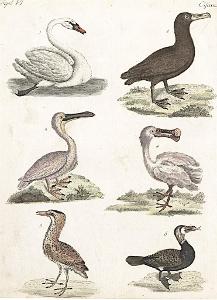 Vodní ptáci, Bertuch, kolor. mědiryt , (1800)