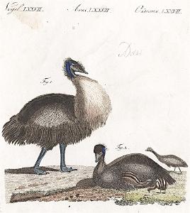 Emu hnědý, Bertuch, mědiryt, 1807
