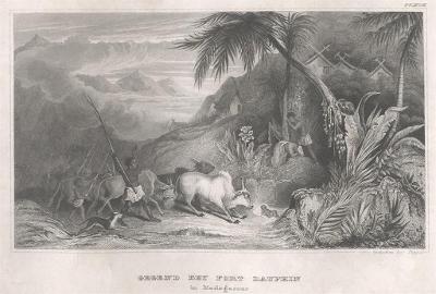 Madagaskar Dauphin, Meyer, oceloryt, 1850