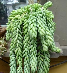 Succulent | Sedum morganianum | Rozchodník