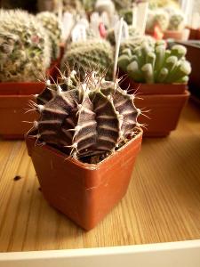 Kaktus | Gymnocalycium friedrichii