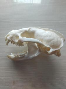 Lebka jezevce