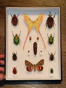 Sbírka hmyzu