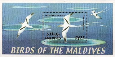Ptáci - Maledivy