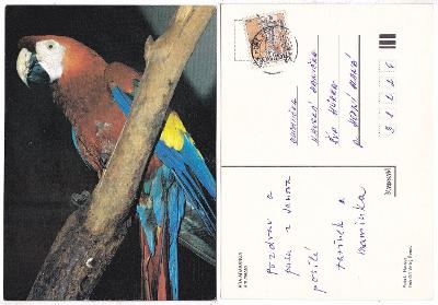 Papoušek ara arakanga