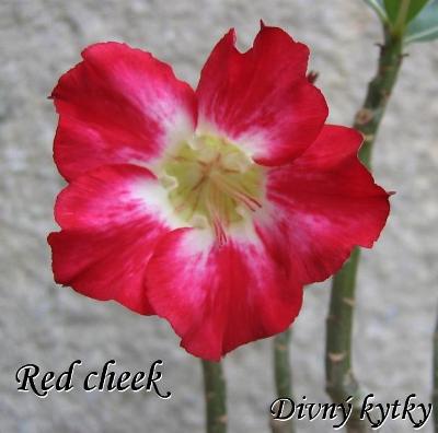 Adenium hybrid - Red cheek x