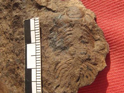 Trilobit Eccaparadoxides pusillus - kambrium, ČR