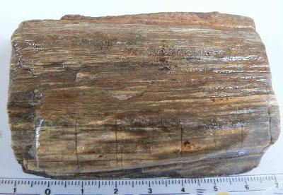 zkamenělé dřevo(dg153)
