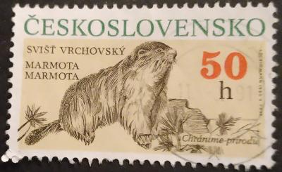 Československo, Svišť horský, marmota marmota