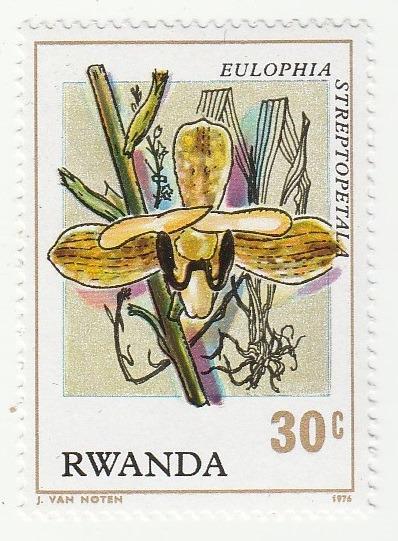 Rwanda - na doplnění - flóra