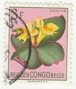 Belgické Kongo  - na doplnění - flóra