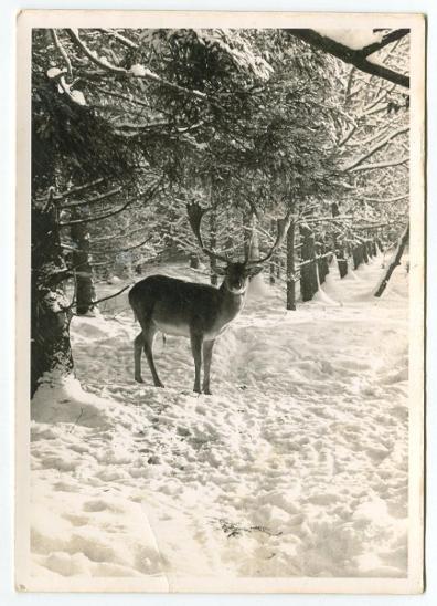 DANĚK v lese, zima, Německo pr. 1966, zvěř, zvířata, myslivost - Sběratelství