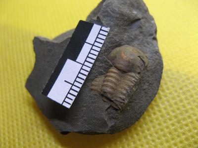 Trilobit Ellipsocephalus hoffi - kambrium, ČR