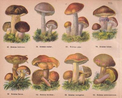 Litografie houby, křemenáč