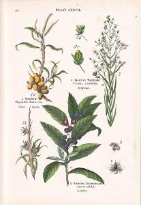 Litografie flóra – rostliny, pohanka