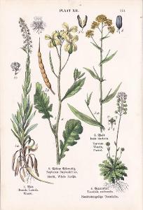 Litografie flóra – rostliny, barvířský