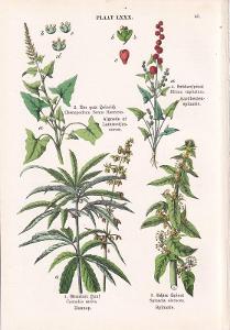 Litografie flóra – rostliny, špenát, konopí