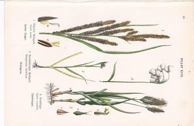Litografie flóra – rostliny, kukuřice, rákos