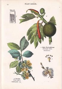 Litografie flóra – rostliny, pepřovník
