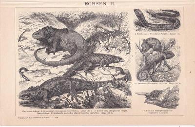 Litografie zvířata, Chameleon