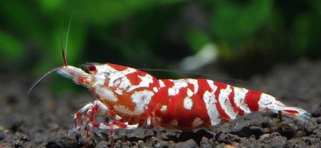 Krevetky Caridina Red Fancy Tiger Aukro