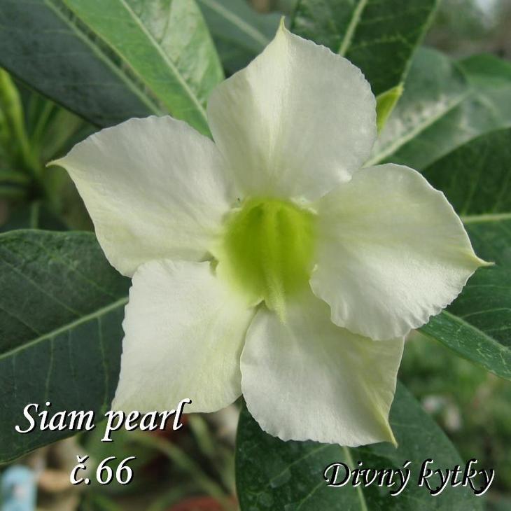 Adenium - Siam pearl,bíle kvetoucí hybrid - Dům a zahrada