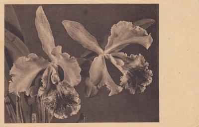 Přání ( asi orchidej )