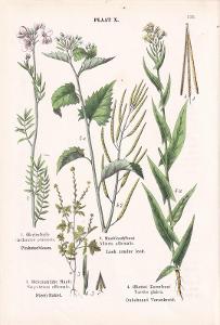 Litografie flóra – rostliny, řeřišnice