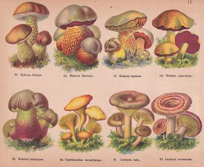 Litografie houby, hřiby