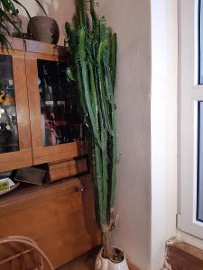 Kaktus Pryšec trojhranný