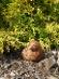 Křepelka větší - zahradní dekorace z umělého kamene - Zahrada