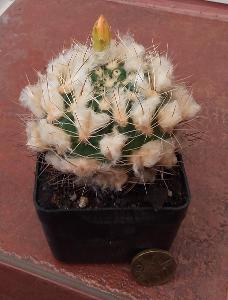 kaktus Weingartia corroana