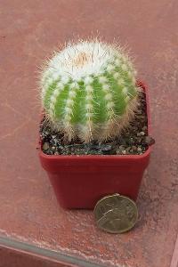 kaktus Notocactus purpureus