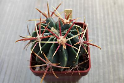 Ferocactus latispinus, kaktus