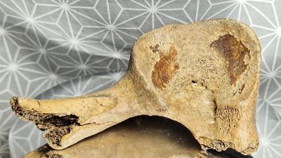 Kost divokého prakoně Equus pleistocén 13cm Darmstadt 🇩🇪 Fosilie