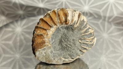 Amonit Ammonit zachovalý 47mm Buttenheim Bavorsko 🇩🇪 Fosilie