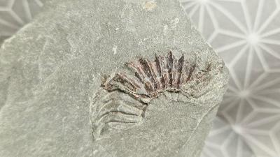 Amonit Ammonit pyritizovaný 44/115mm Buttenheim Bavorsko 🇩🇪 Fosilie