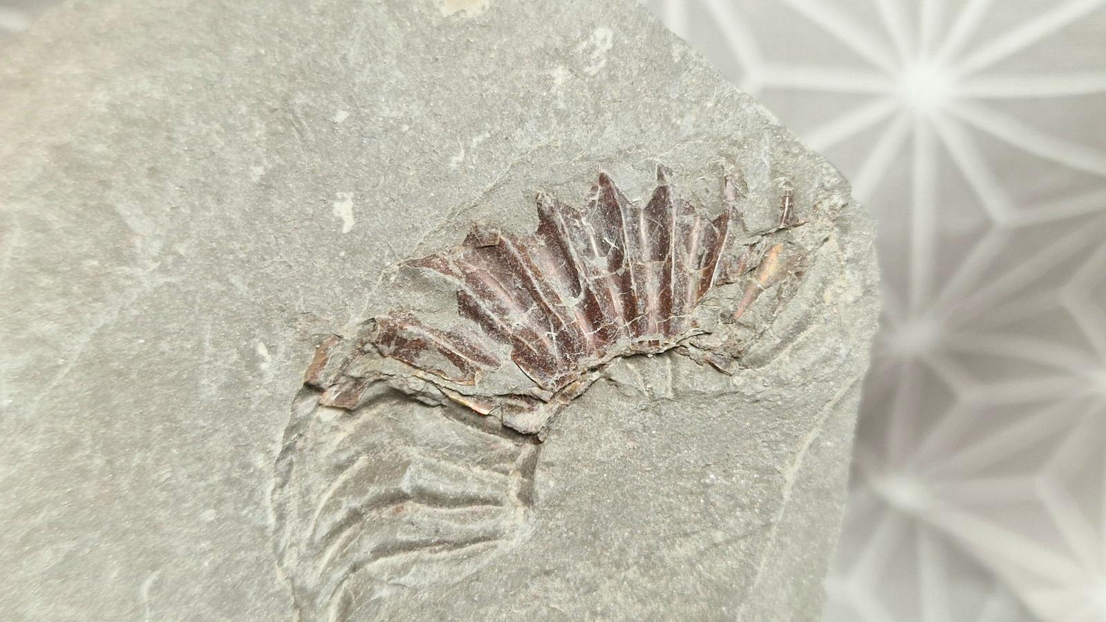Amonit Ammonit pyritizovaný 44/115mm Buttenheim Bavorsko 🇩🇪 Fosilie - Sběratelství